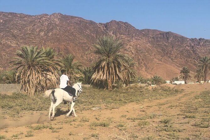 1 Hour Private Horse Riding in Madinah - Key things to know before you book