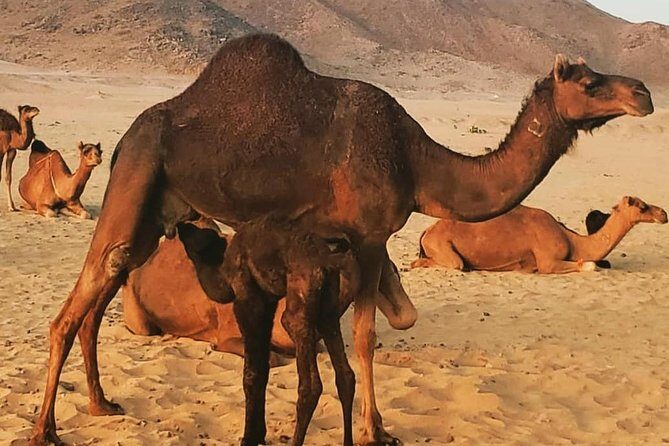 Dune Bashing Desert Safari Trip - Getting Ready: What This 8-Hour Desert Safari Really Feels Like