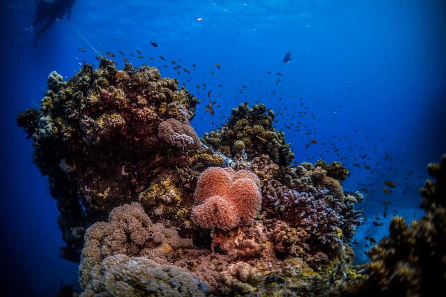From Jeddah: Boat Trip and Diving for Certified Divers - The meeting point: Al-Haddad Scuba and how the day flows
