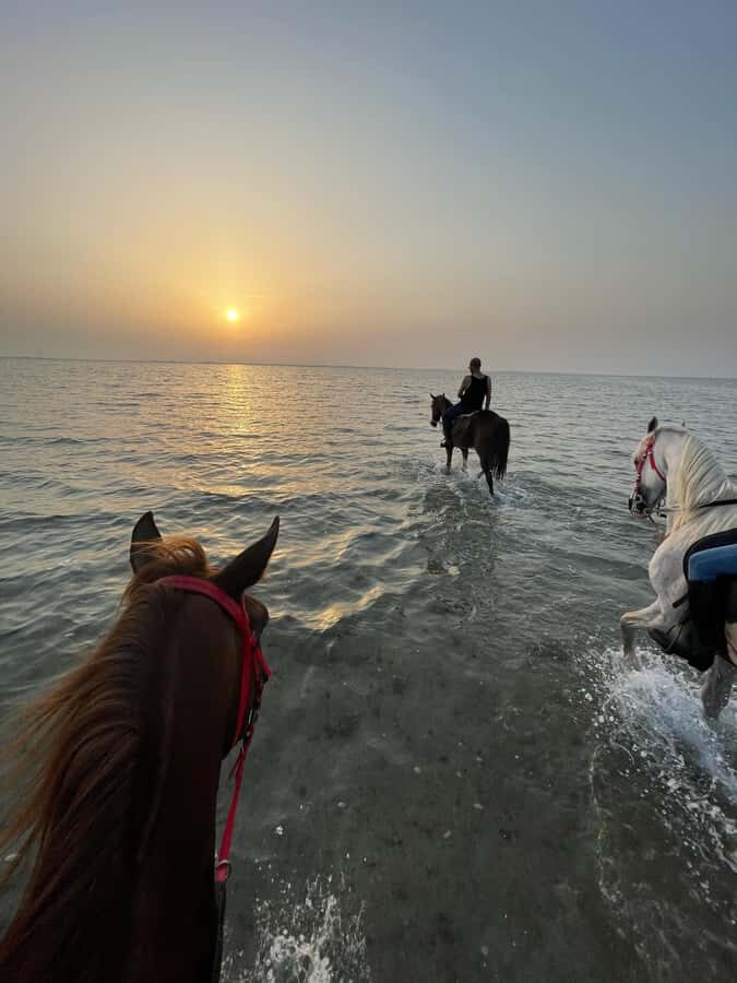 Jeddah: Guided Horseback Ride - Dhahban Horseback Along the Sea: The Real Point of the Ride