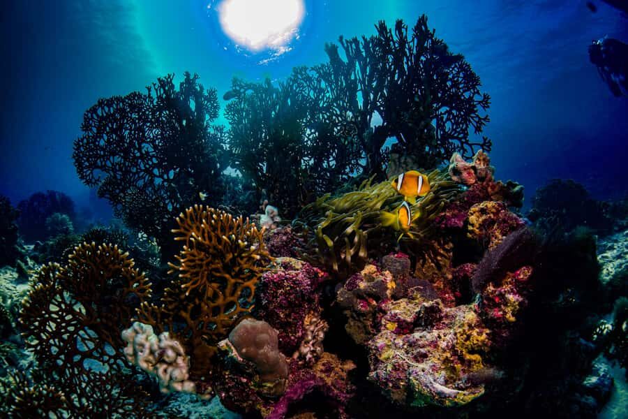 Jeddah: Guided Snorkeling Trip with Snacks and Drinks - Red Sea Reefs: What You Can Expect to See (and How to Improve Your Chances)