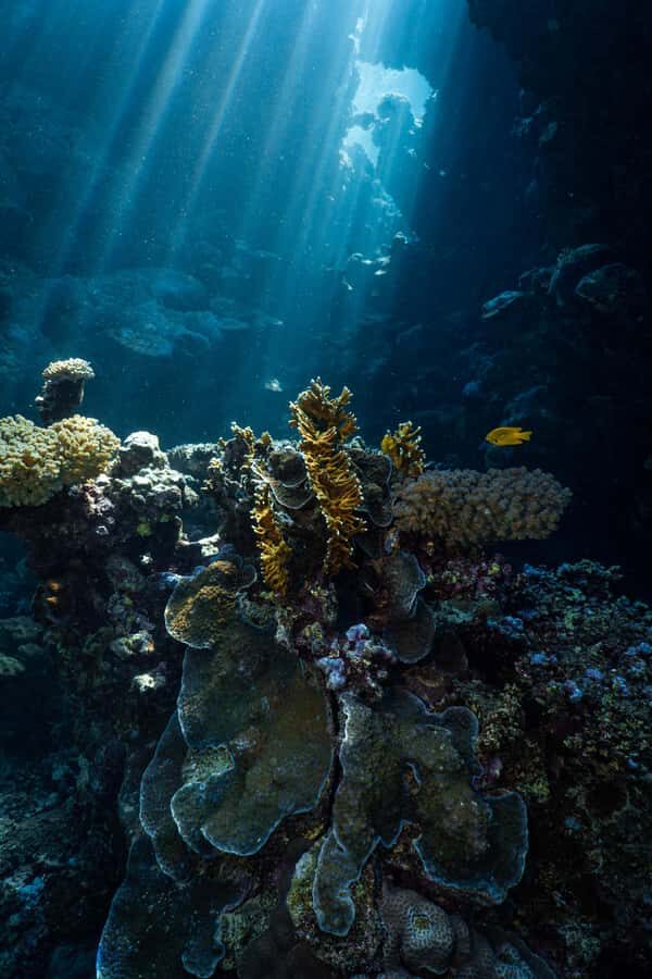 Jeddah: Guided Snorkeling Trip with Snacks and Drinks - Snacks, Soft Drinks, and What You Still Need to Bring
