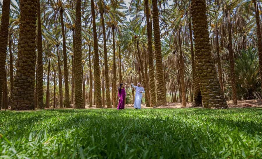 Oasis Adventure in Alula - Key points before you go