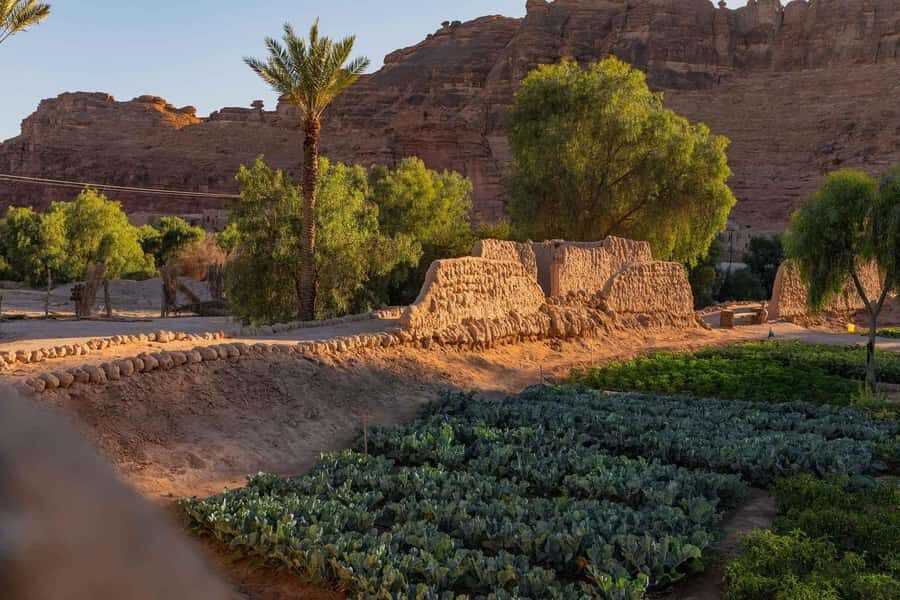 Oasis Adventure in Alula - Price and value: is $39 worth a 3km oasis walk?