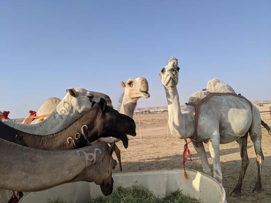 Riyadh: Edge of The World with dinner & Campsite Shared Tour - Dinner by the campfire: the part that makes the day feel complete